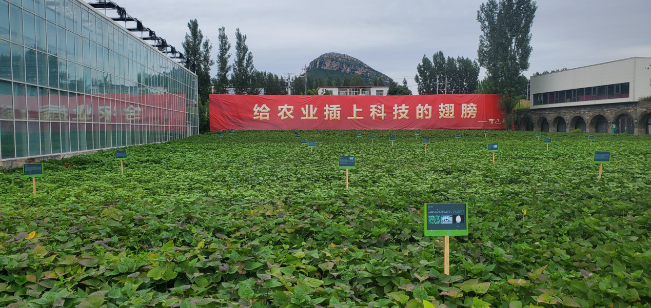 5 乡村振兴齐鲁样板“尼山鹿鸣”示范区实景图.png